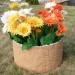 Цветник КАНЬОН купить в Балашове